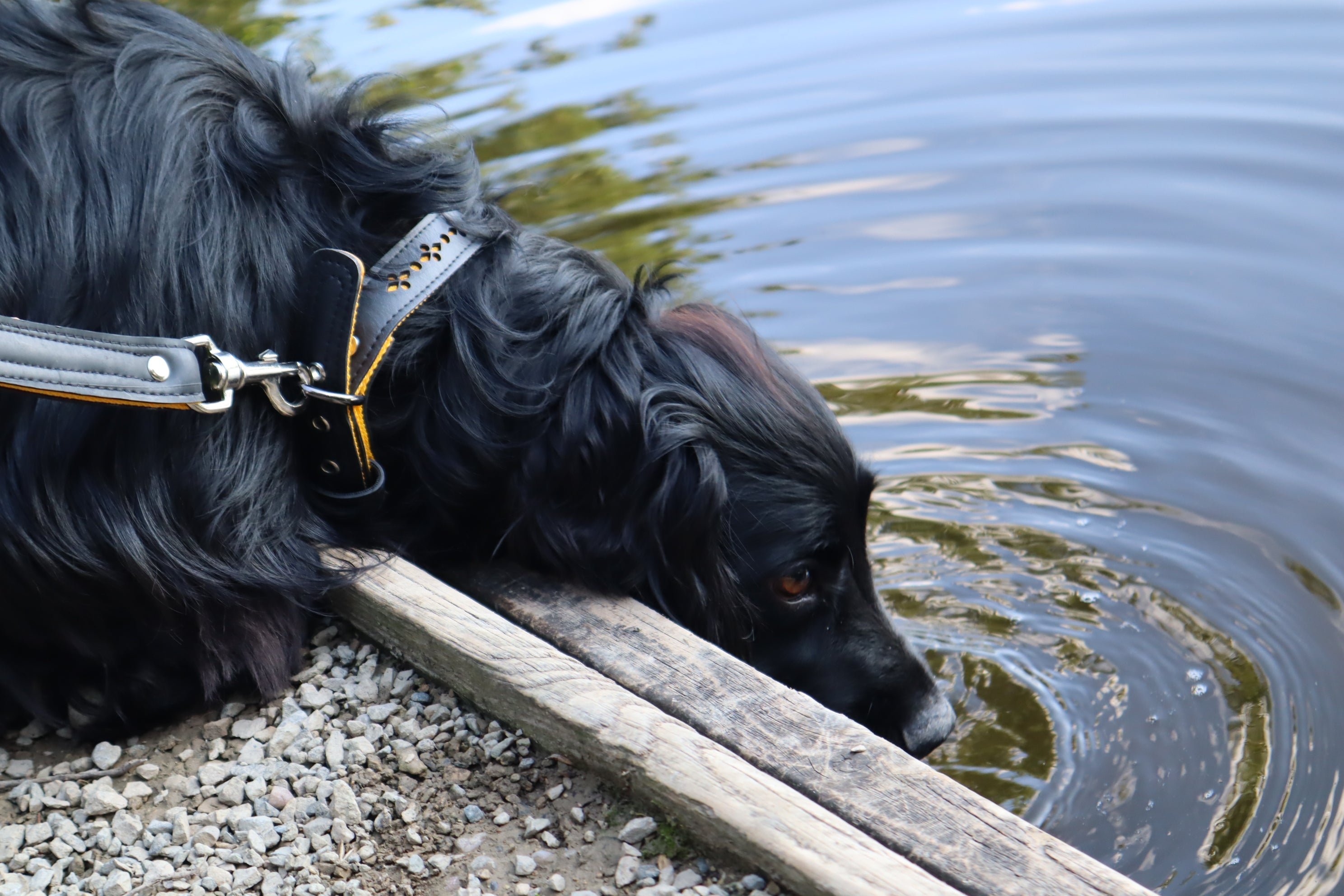 Eco-friendly Dog Collars & Leads